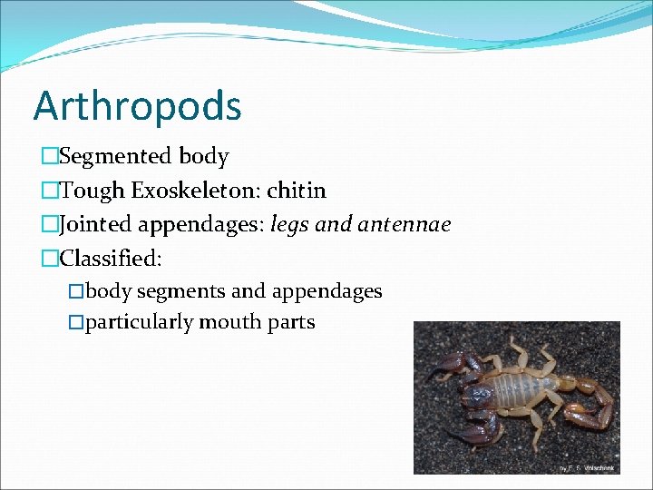 Arthropods �Segmented body �Tough Exoskeleton: chitin �Jointed appendages: appendages legs and antennae �Classified: �body Arthropods �Segmented body �Tough Exoskeleton: chitin �Jointed appendages: appendages legs and antennae �Classified: �body