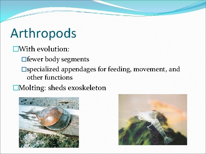 Arthropods �With evolution: �fewer body segments �specialized appendages for feeding, movement, and other functions Arthropods �With evolution: �fewer body segments �specialized appendages for feeding, movement, and other functions