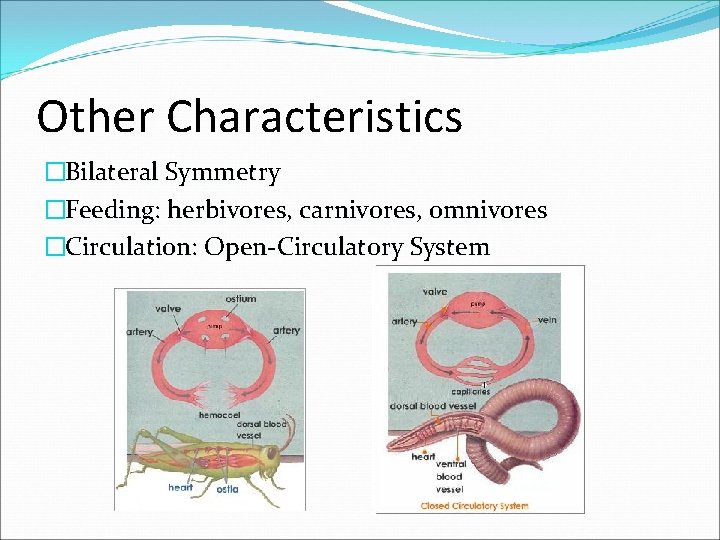 Other Characteristics �Bilateral Symmetry �Feeding: herbivores, carnivores, omnivores �Circulation: Open-Circulatory System Other Characteristics �Bilateral Symmetry �Feeding: herbivores, carnivores, omnivores �Circulation: Open-Circulatory System