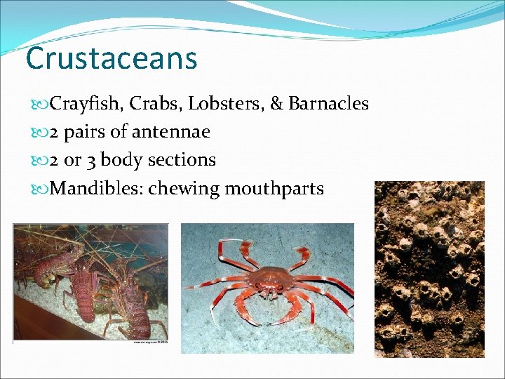 Crustaceans Crayfish, Crabs, Lobsters, & Barnacles 2 pairs of antennae 2 or 3 body Crustaceans Crayfish, Crabs, Lobsters, & Barnacles 2 pairs of antennae 2 or 3 body