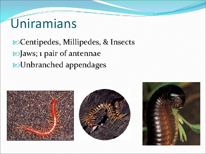 Uniramians Centipedes, Millipedes, & Insects Jaws; 1 pair of antennae Unbranched appendages Uniramians Centipedes, Millipedes, & Insects Jaws; 1 pair of antennae Unbranched appendages