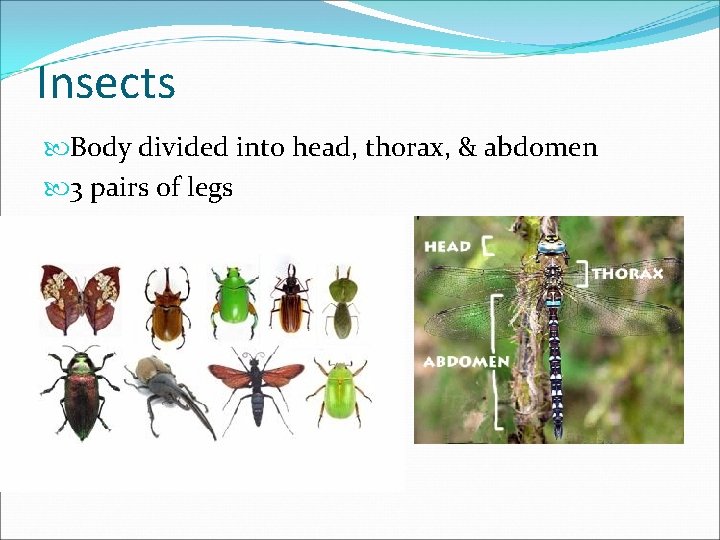 Insects Body divided into head, thorax, & abdomen 3 pairs of legs Insects Body divided into head, thorax, & abdomen 3 pairs of legs