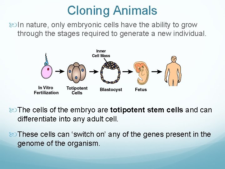 Cloning Animals In nature, only embryonic cells have the ability to grow through the