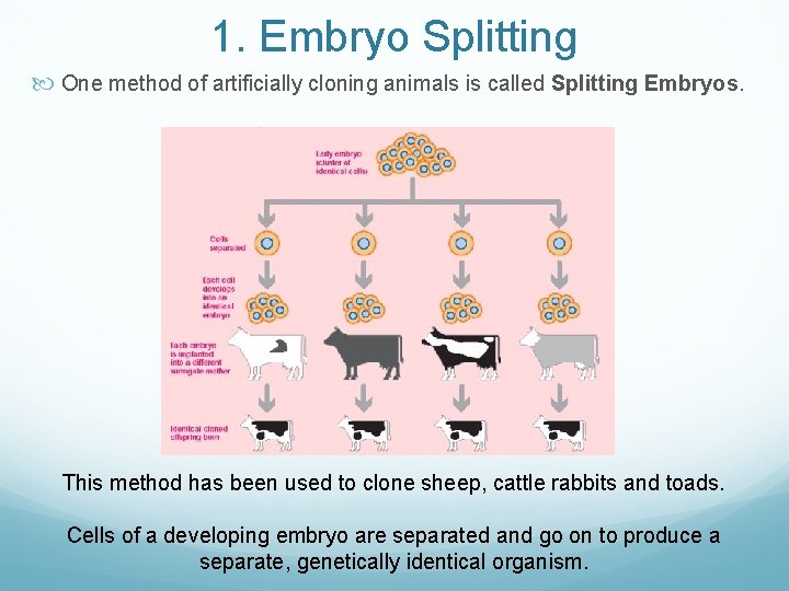 1. Embryo Splitting One method of artificially cloning animals is called Splitting Embryos. This
