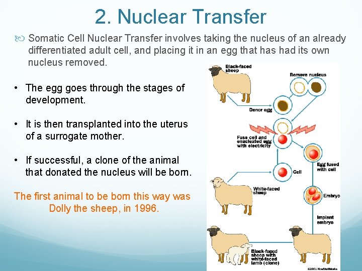 2. Nuclear Transfer Somatic Cell Nuclear Transfer involves taking the nucleus of an already