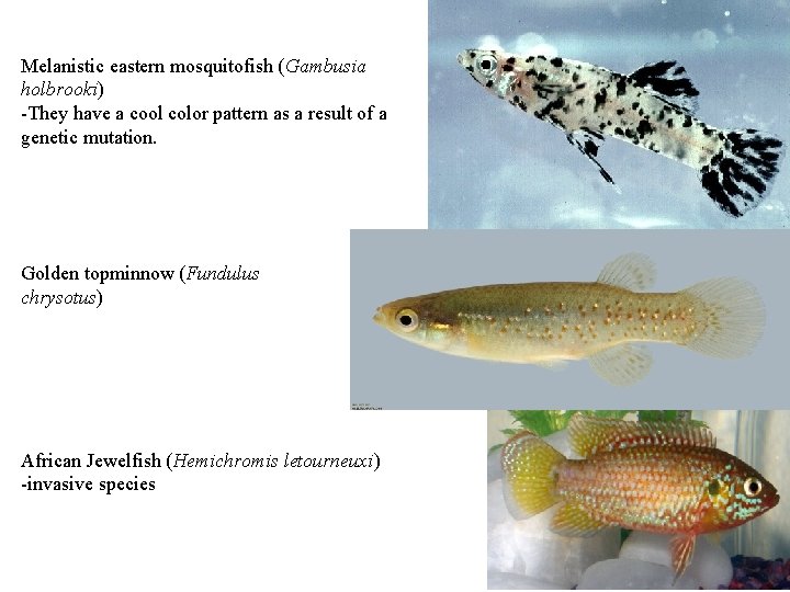 Melanistic eastern mosquitofish (Gambusia holbrooki) -They have a cool color pattern as a result