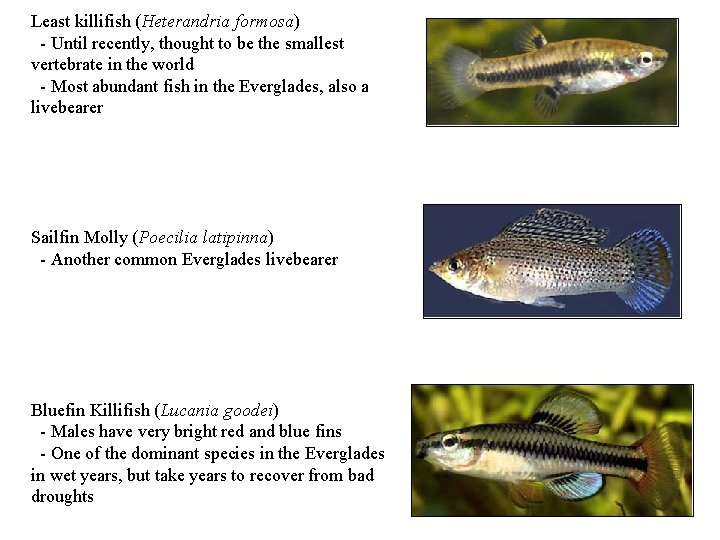 Least killifish (Heterandria formosa) - Until recently, thought to be the smallest vertebrate in
