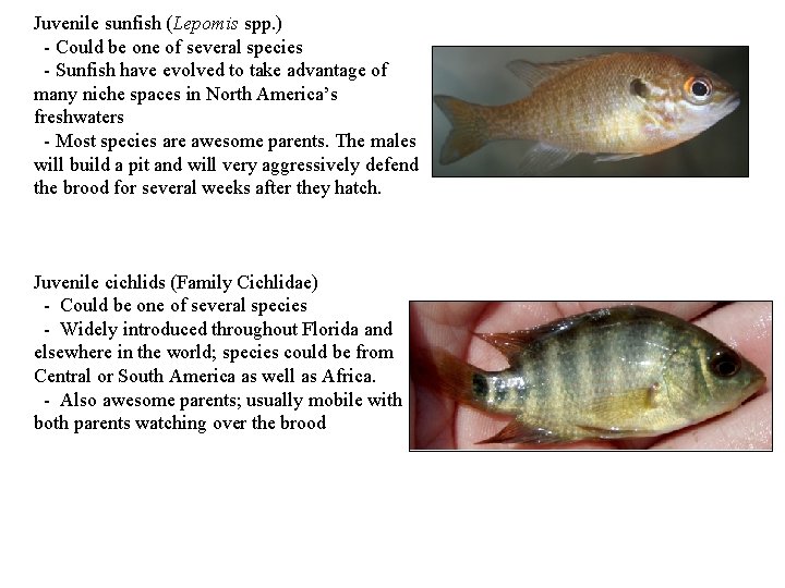 Juvenile sunfish (Lepomis spp. ) - Could be one of several species - Sunfish