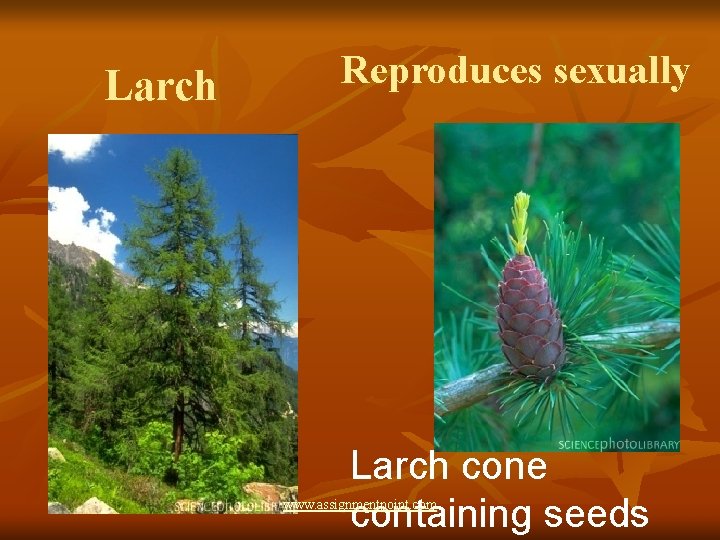 Larch Reproduces sexually Larch cone containing seeds www. assignmentpoint. com 