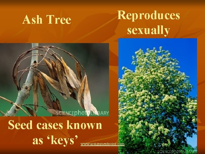 Reproduces sexually Ash Tree Seed cases known as ‘keys’ www. assignmentpoint. com 
