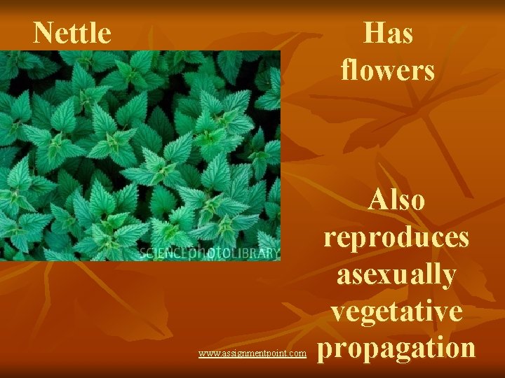 Has flowers Nettle www. assignmentpoint. com Also reproduces asexually vegetative propagation 
