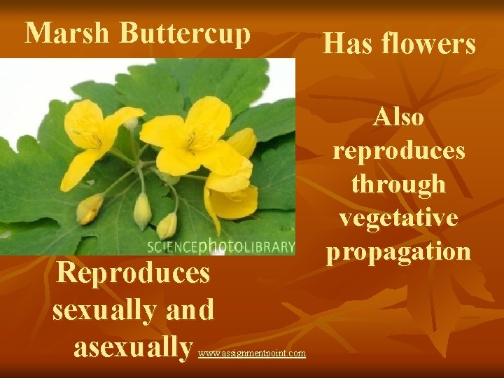 Marsh Buttercup Reproduces sexually and asexually www. assignmentpoint. com Has flowers Also reproduces through