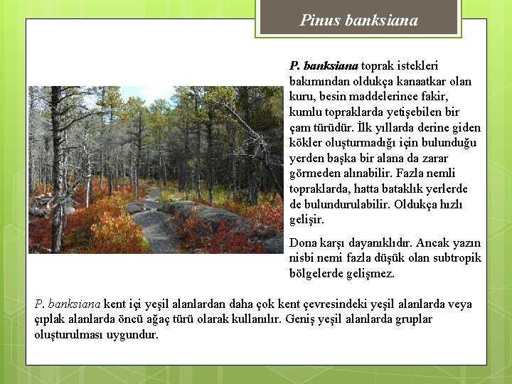 Pinus banksiana P. banksiana toprak istekleri bakımından oldukça kanaatkar olan kuru, besin maddelerince fakir,