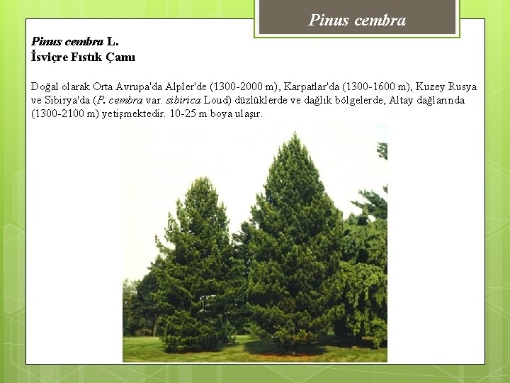 Pinus cembra L. İsviçre Fıstık Çamı Doğal olarak Orta Avrupa'da Alpler'de (1300 -2000 m),