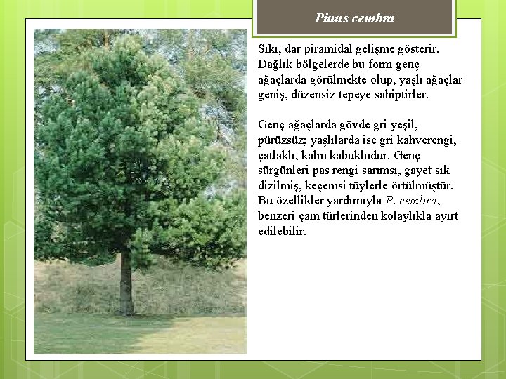 Pinus cembra Sıkı, dar piramidal gelişme gösterir. Dağlık bölgelerde bu form genç ağaçlarda görülmekte
