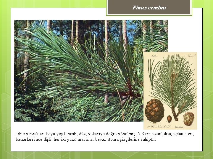Pinus cembra İğne yapraklan koyu yeşil, beşli, düz, yukarıya doğru yönelmiş, 5 -8 cm