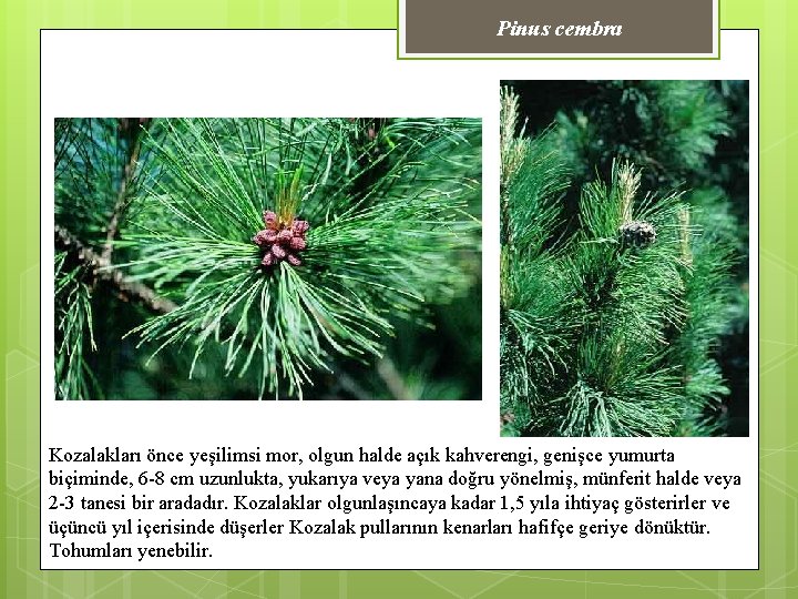 Pinus cembra Kozalakları önce yeşilimsi mor, olgun halde açık kahverengi, genişce yumurta biçiminde, 6