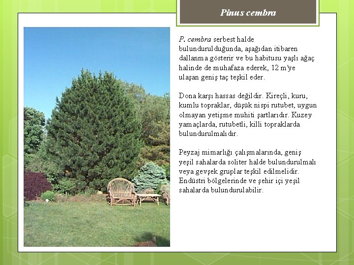 Pinus cembra P. cembra serbest halde bulundurulduğunda, aşağıdan itibaren dallanma gösterir ve bu habitusu