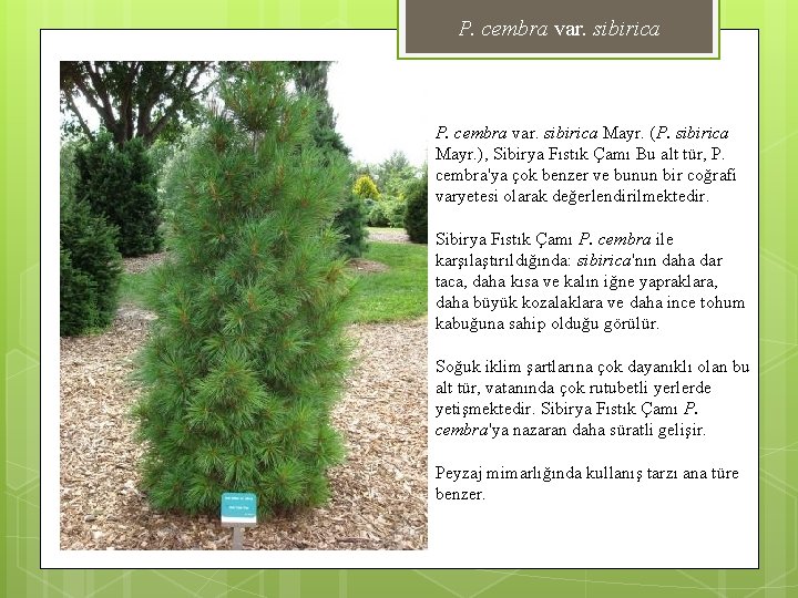 P. cembra var. sibirica Mayr. (P. sibirica Mayr. ), Sibirya Fıstık Çamı Bu alt