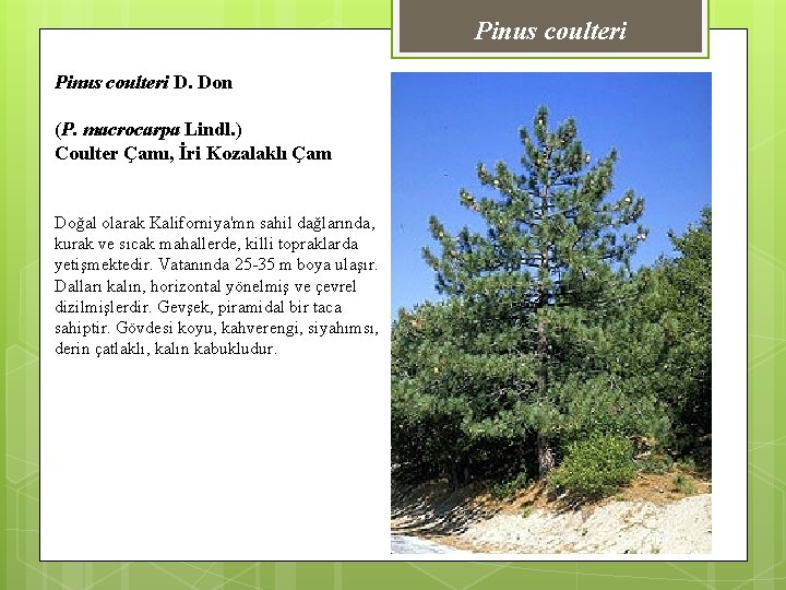 Pinus coulteri D. Don (P. macrocarpa Lindl. ) Coulter Çamı, İri Kozalaklı Çam Doğal