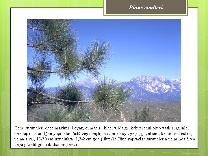 Pinus coulteri Genç sürgünleri önce mavimsi beyaz, dumanlı, ikinci yılda gri kahverengi olup yaşlı