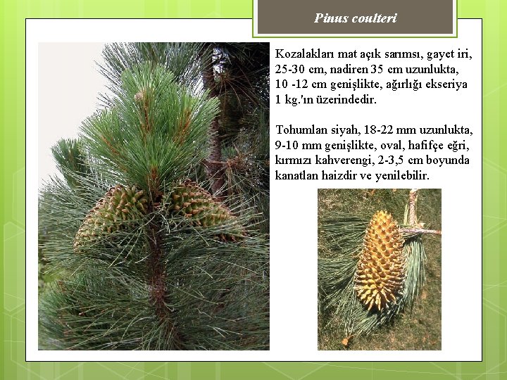 Pinus coulteri Kozalakları mat açık sarımsı, gayet iri, 25 -30 cm, nadiren 35 cm
