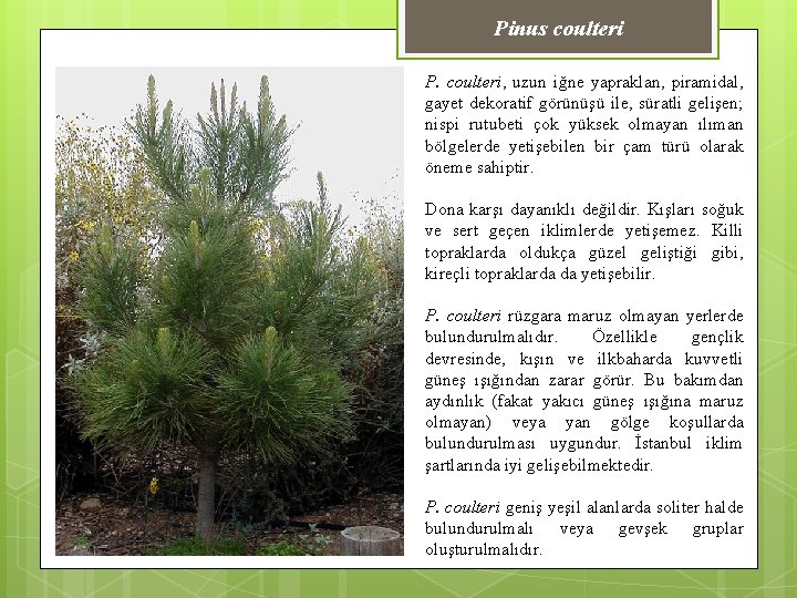 Pinus coulteri P. coulteri, uzun iğne yapraklan, piramidal, gayet dekoratif görünüşü ile, süratli gelişen;