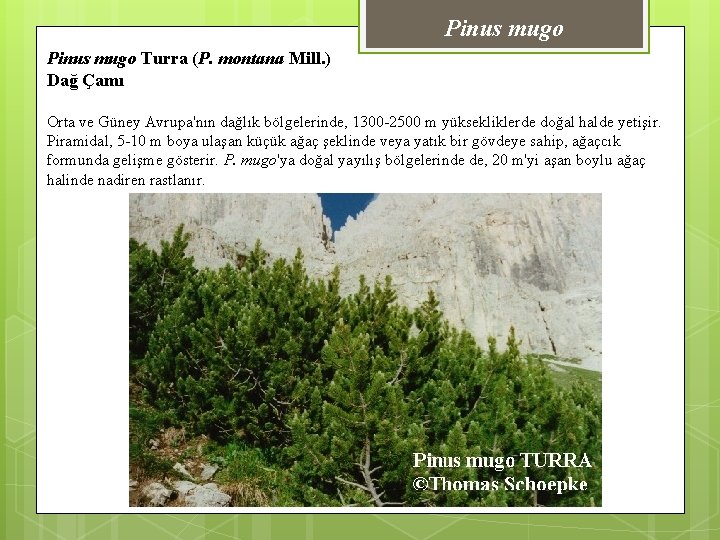 Pinus mugo Turra (P. montana Mill. ) Dağ Çamı Orta ve Güney Avrupa'nın dağlık