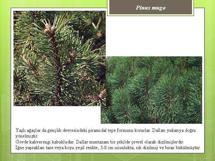 Pinus mugo Yaşlı ağaçlar da gençlik devresindeki piramidal tepe formunu korurlar. Dalları yukarıya doğru