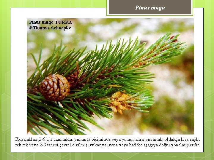Pinus mugo Kozalakları 2 -6 cm uzunlukta, yumurta biçiminde veya yumurtamsı yuvarlak, oldukça kısa