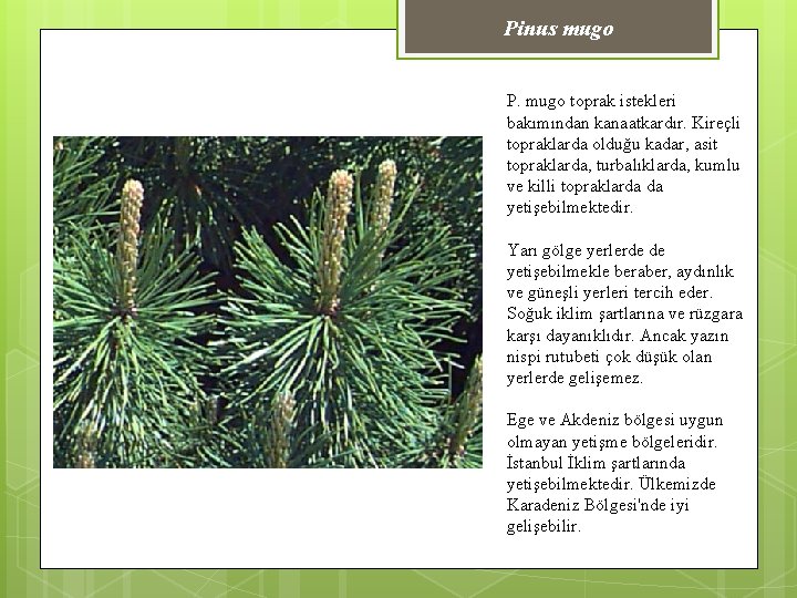 Pinus mugo P. mugo toprak istekleri bakımından kanaatkardır. Kireçli topraklarda olduğu kadar, asit topraklarda,