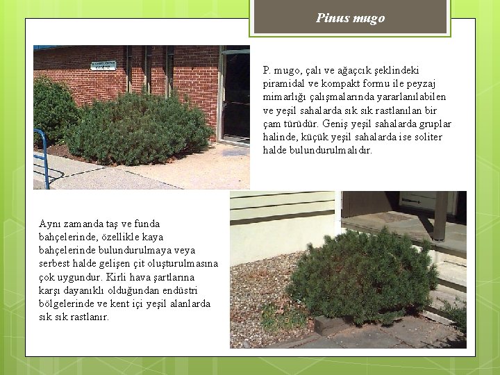 Pinus mugo P. mugo, çalı ve ağaçcık şeklindeki piramidal ve kompakt formu ile peyzaj