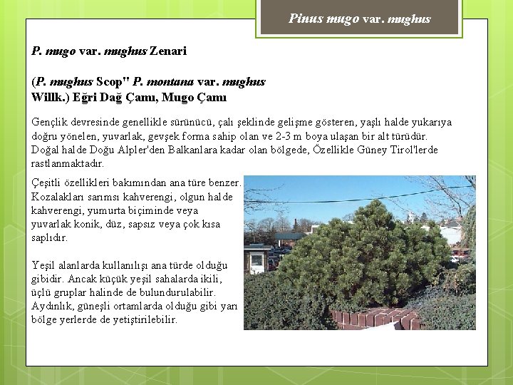 Pinus mugo var. mughus P. mugo var. mughus Zenari (P. mughus Scop" P. montana