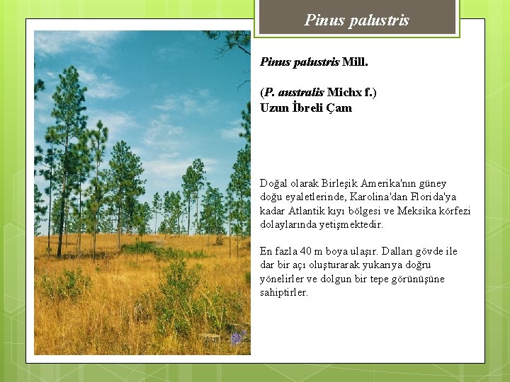 Pinus palustris Mill. (P. australis Michx f. ) Uzun İbreli Çam Doğal olarak Birleşik