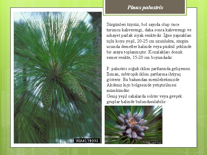 Pinus palustris Sürgünleri tüysüz, bol sayıda olup önce turuncu kahverengi, daha sonra kahverengi ve