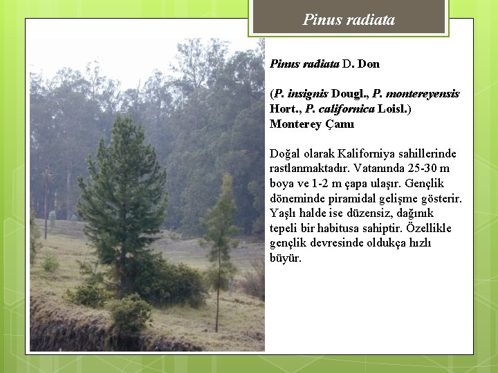 Pinus radiata D. Don (P. insignis Dougl. , P. montereyensis Hort. , P. californica