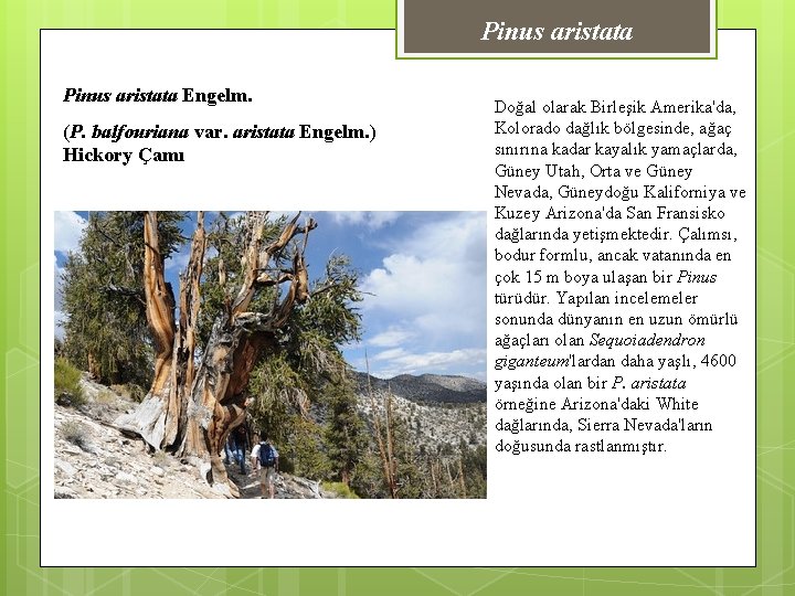 Pinus aristata Engelm. (P. balfouriana var. aristata Engelm. ) Hickory Çamı Doğal olarak Birleşik