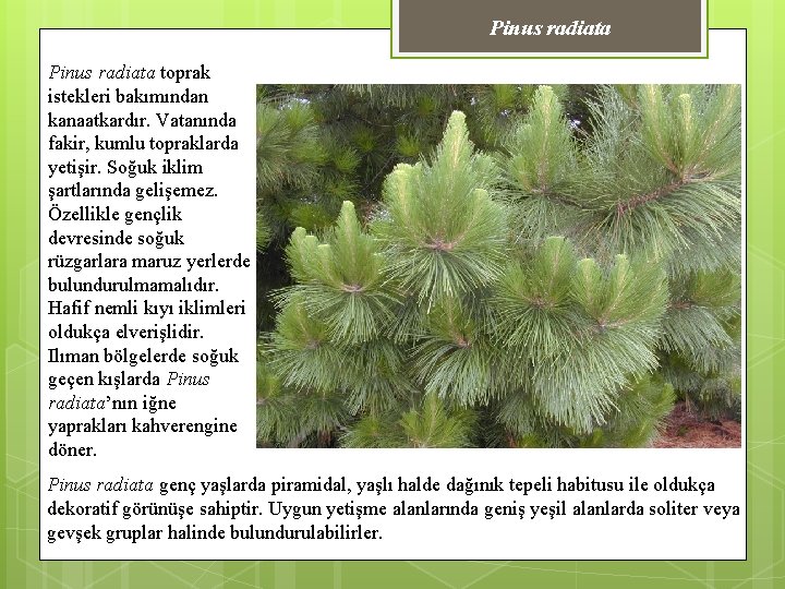 Pinus radiata toprak istekleri bakımından kanaatkardır. Vatanında fakir, kumlu topraklarda yetişir. Soğuk iklim şartlarında