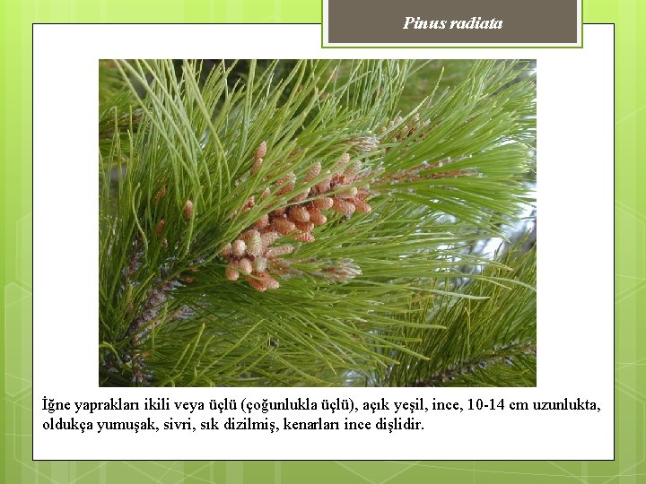 Pinus radiata İğne yaprakları ikili veya üçlü (çoğunlukla üçlü), açık yeşil, ince, 10 -14