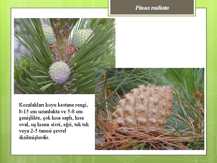 Pinus radiata Kozalakları koyu kestane rengi, 8 -15 cm uzunlukta ve 5 -8 cm