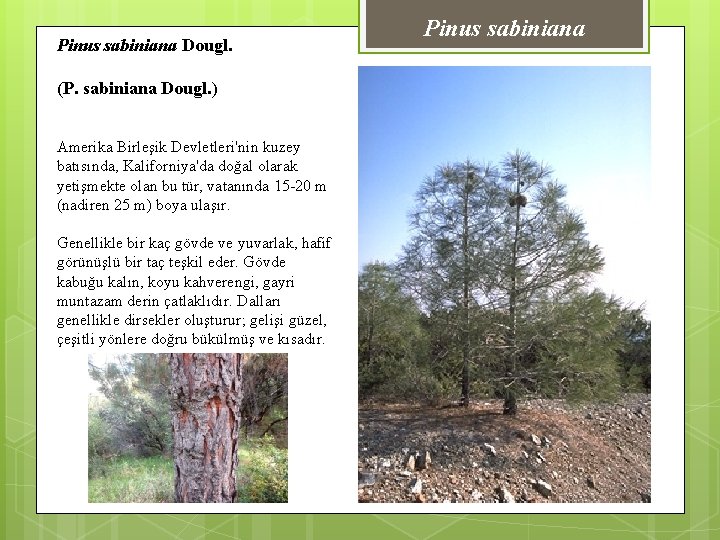 Pinus sabiniana Dougl. (P. sabiniana Dougl. ) Amerika Birleşik Devletleri'nin kuzey batısında, Kaliforniya'da doğal