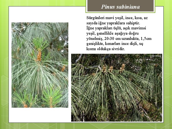 Pinus sabiniana Sürgünleri mavi yeşil, ince, kısa, az sayıda iğne yapraklara sahiptir. İğne yaprakları