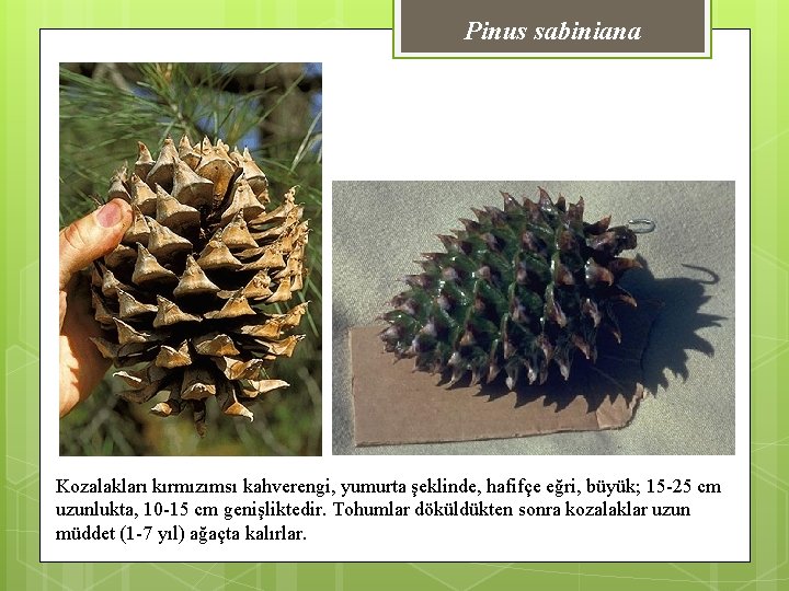 Pinus sabiniana Kozalakları kırmızımsı kahverengi, yumurta şeklinde, hafifçe eğri, büyük; 15 -25 cm uzunlukta,