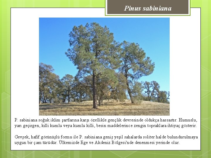 Pinus sabiniana P. sabiniana soğuk iklim şartlarına karşı özellikle gençlik devresinde oldukça hassastır. Humuslu,