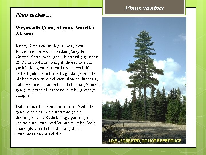 Pinus strobus L. Weymouth Çamı, Akçam, Amerika Akçamı Kuzey Amerika'nın doğusunda, New Foundland ve