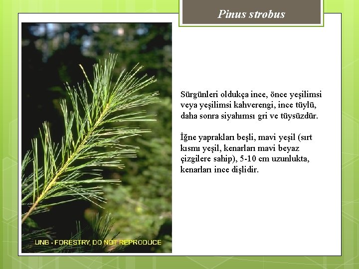 Pinus strobus Sürgünleri oldukça ince, önce yeşilimsi veya yeşilimsi kahverengi, ince tüylü, daha sonra