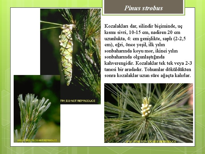 Pinus strobus Kozalakları dar, silindir biçiminde, uç kısmı sivri, 10 -15 cm, nadiren 20