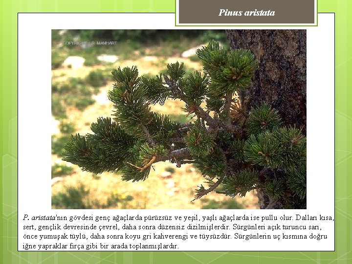 Pinus aristata P. aristata'nın gövdesi genç ağaçlarda pürüzsüz ve yeşil, yaşlı ağaçlarda ise pullu