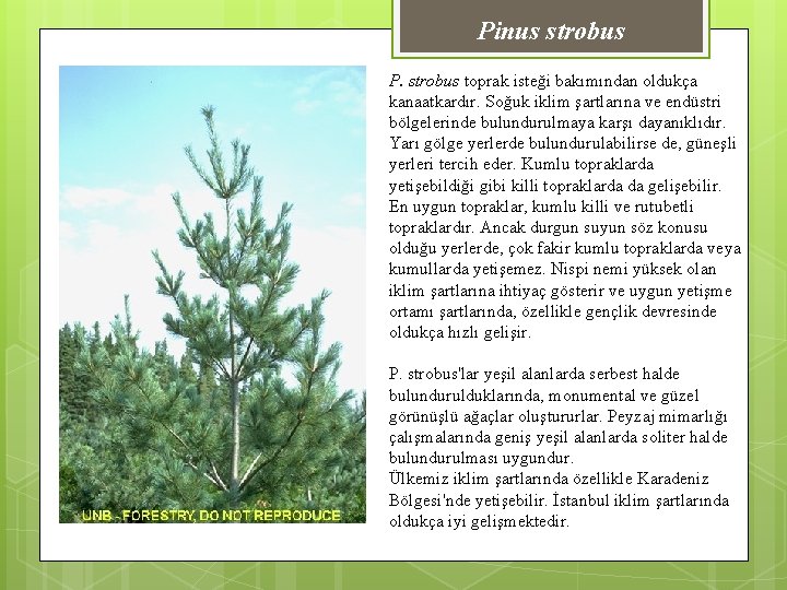 Pinus strobus P. strobus toprak isteği bakımından oldukça kanaatkardır. Soğuk iklim şartlarına ve endüstri