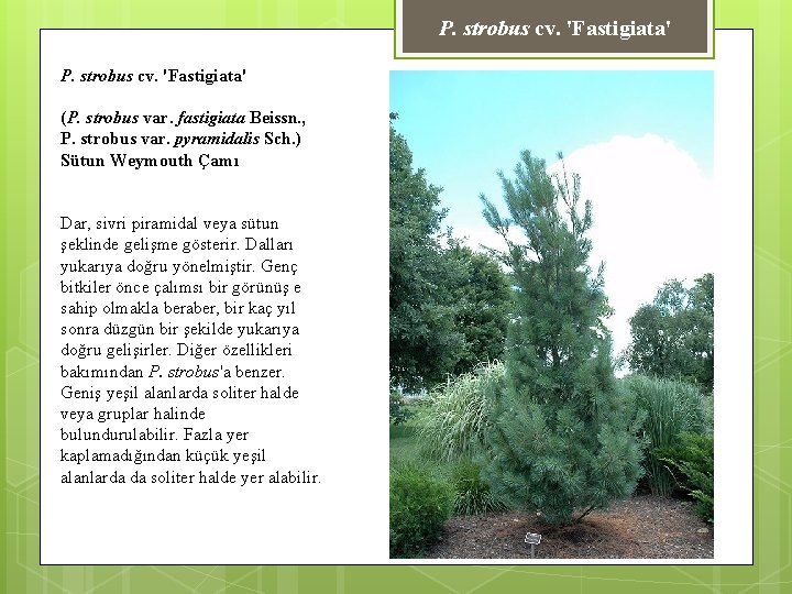 P. strobus cv. 'Fastigiata' (P. strobus var. fastigiata Beissn. , P. strobus var. pyramidalis